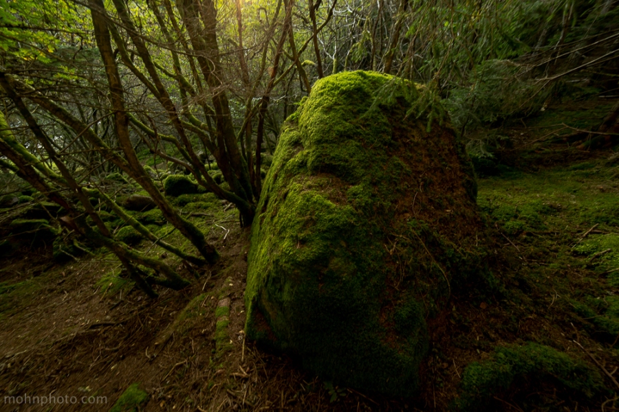 Moss Covered Rock
